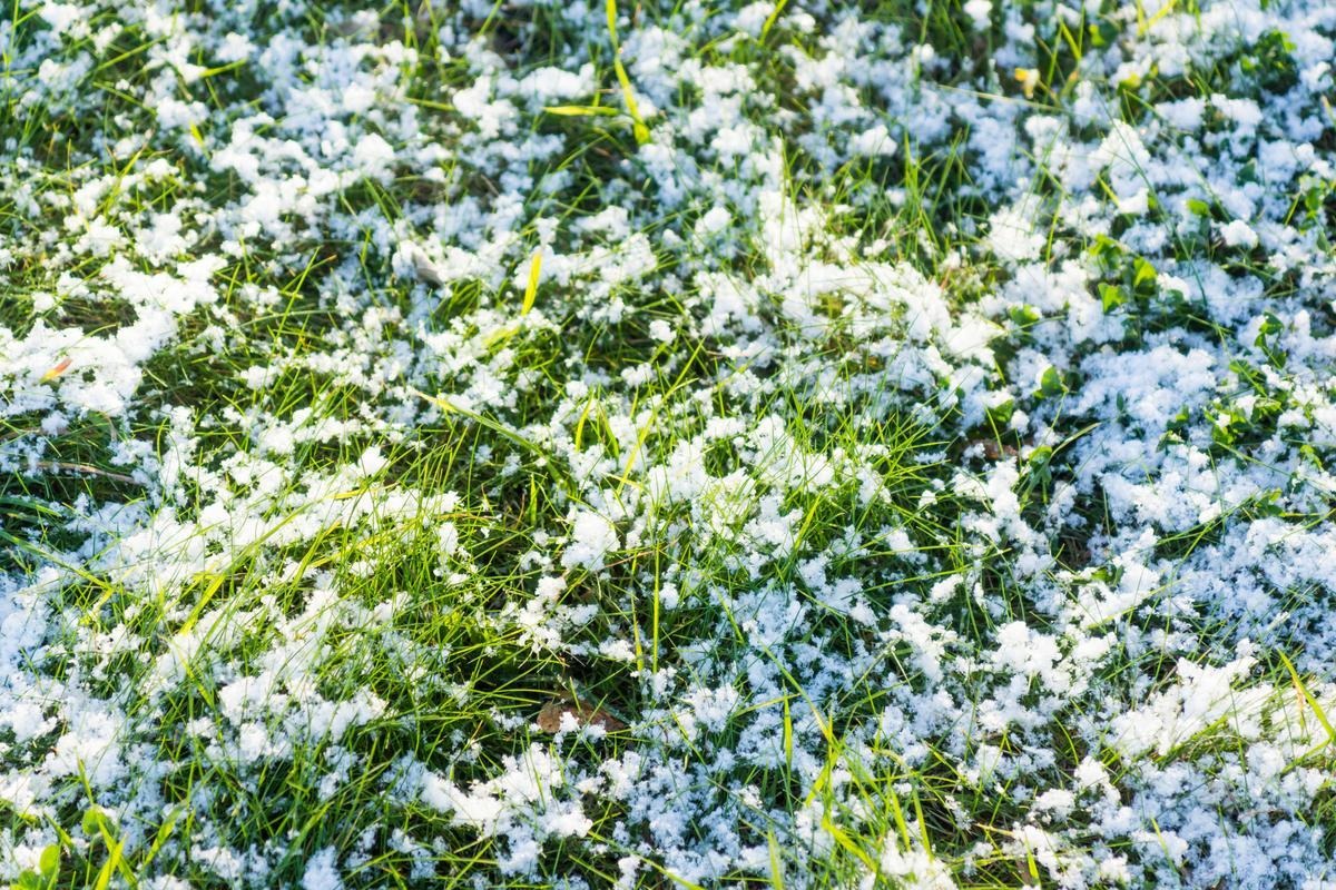 snow on grass