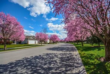 Picture of Trees and Residential Lawns