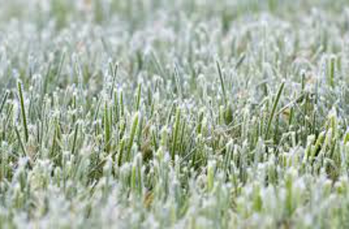 grass covered in frost