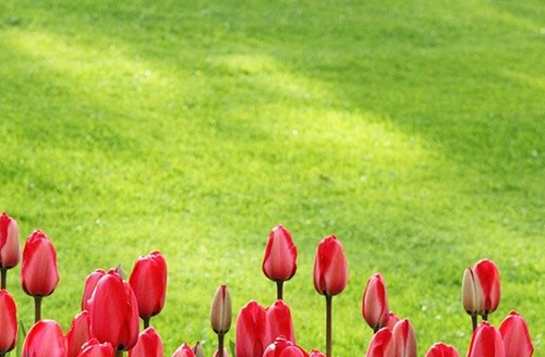 how sprinkler systems keep your lawn healthy