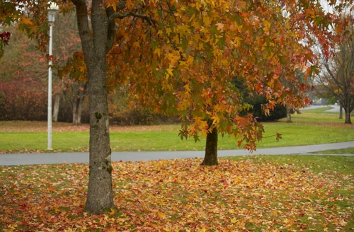 Leaves falling off tree near pathway | Conserva Irrigation