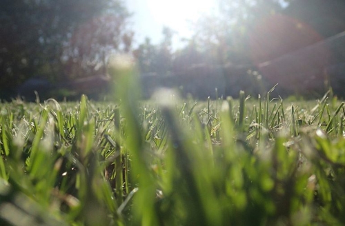grass with the sun shining over it