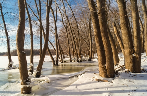 frozen water and snow near trees