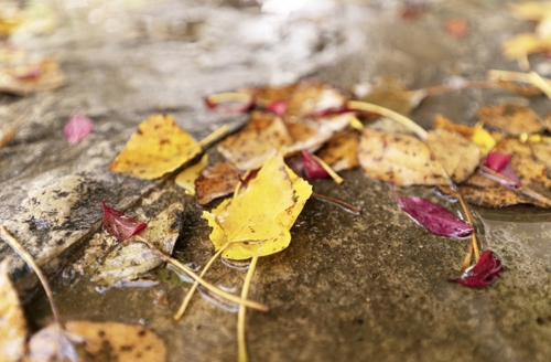 Withered, dry, wet, red, and yellow leaves on the ground | Conserva Irrigation