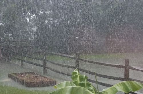 Heavy rainfall on a yard