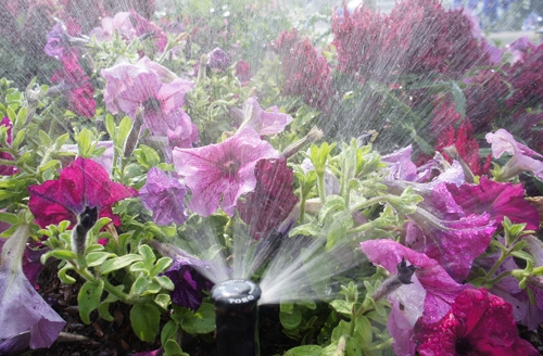 High-Quality Sprinkler Startup