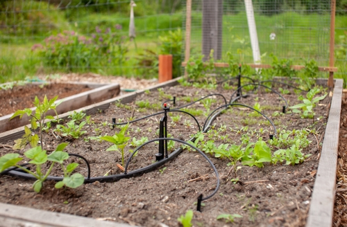Irrigation in a raised garden bed reduces water consumption compared to traditional overhead watering with a hose