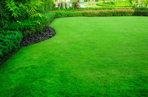 lush lawn