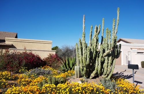 Front yard of an Arizona home featuring drought-tolerant landscaping with cacti, agave, and blooming yellow and orange flowers under a clear blue sky. | Conserva Irrigation of Tucson East