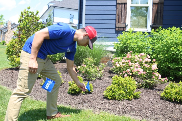 A sprinkler technician marking the ground with blue flags 