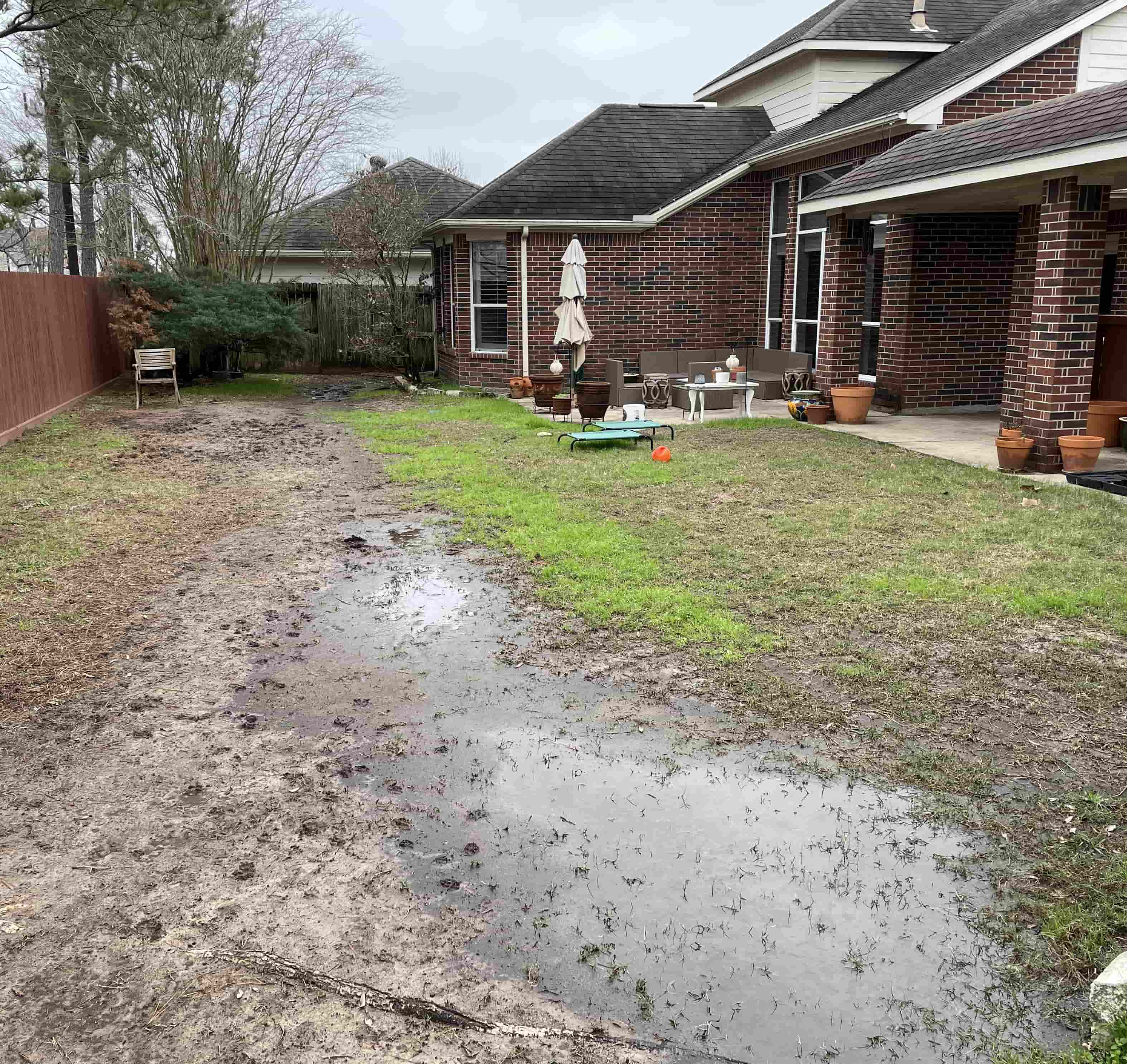 Backyard Swamp