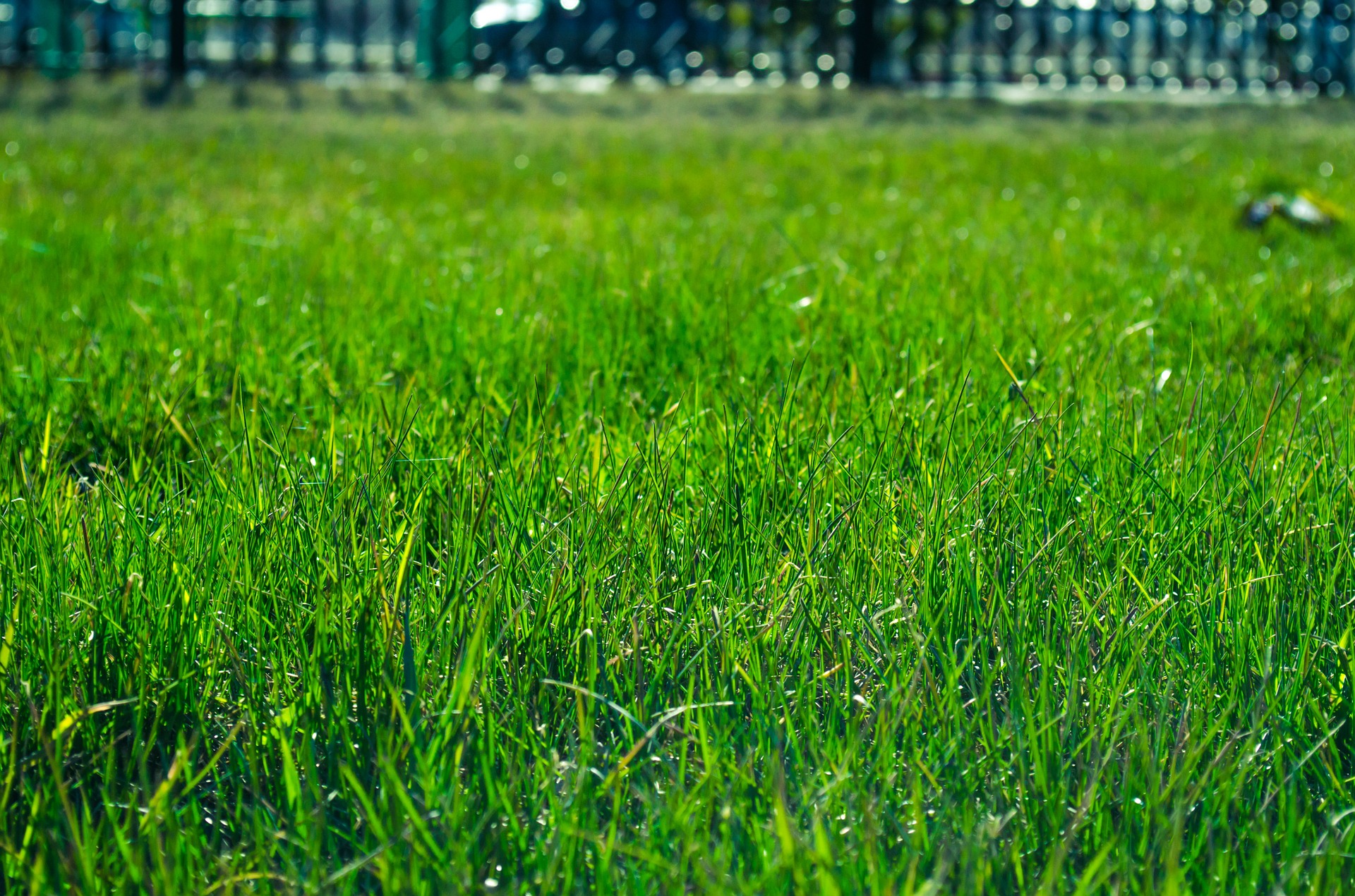 green lawn from proper irrigation Charlotte County Florida