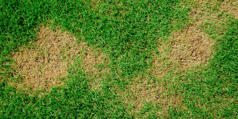 brown grass from overwatering Port Charlotte FL