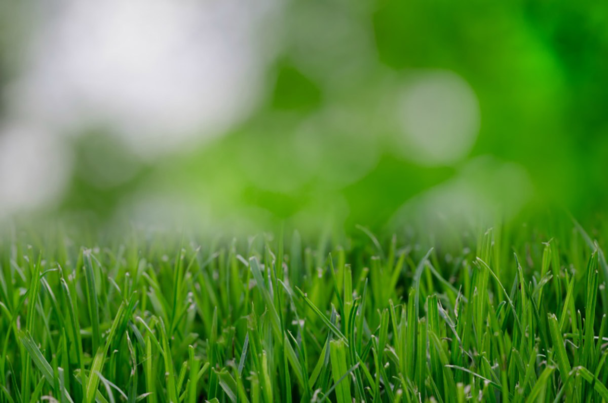 well-watered blades of grass in a Fort Lauderdale lawn 