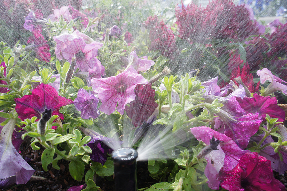 High-Quality Sprinkler Startup