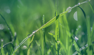 Wet Grass Close Up