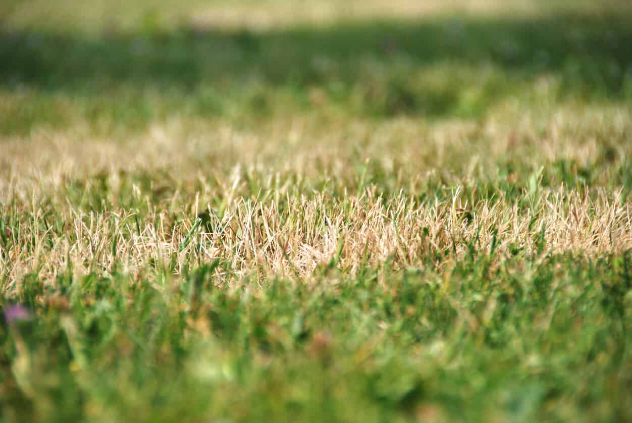 Dry and dead grass during Florida's dry season