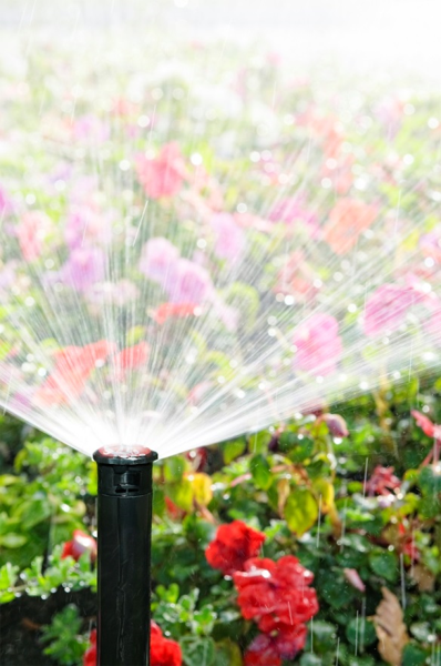 sprinkler watering pink and red flowers
