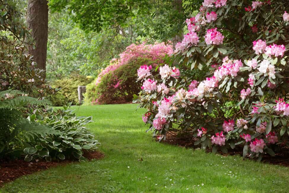 backyard garden with grass, trees, and large plants with pink flowers