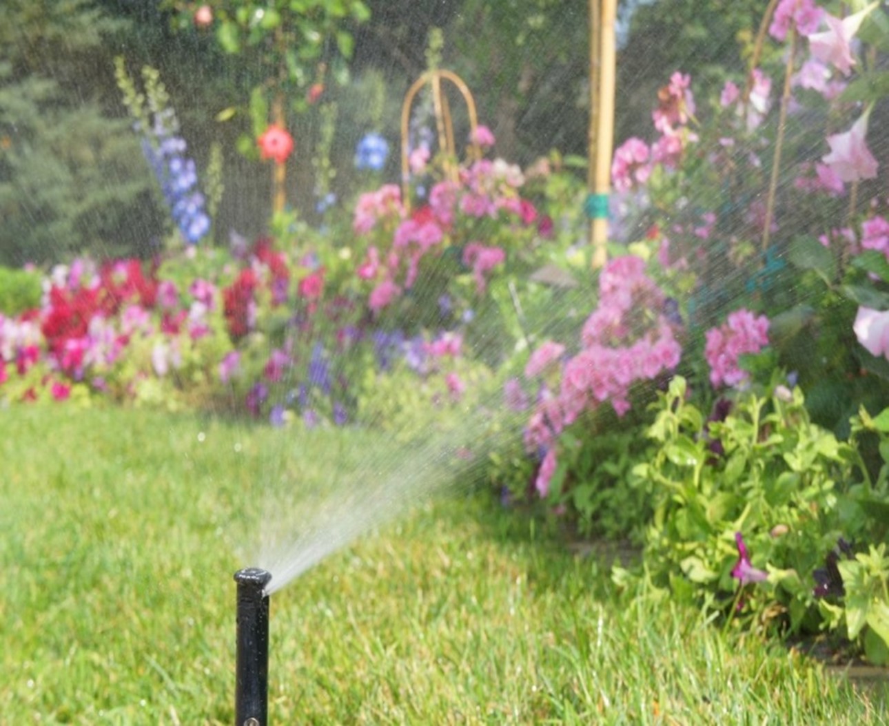Sprinkler watering spring flowers 
