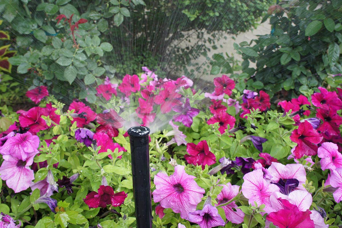 Sprinkler head watering pink and magenta flowers in a garden