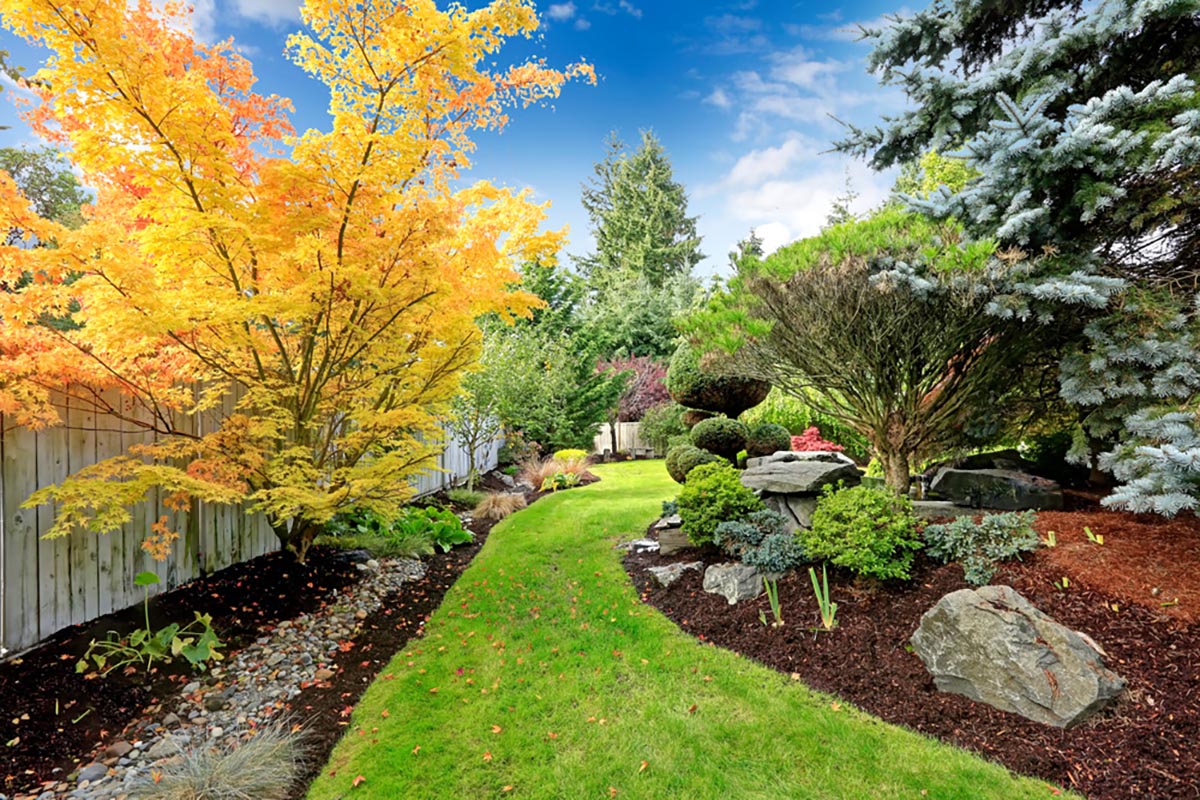 backyard grass path with trees and various plants