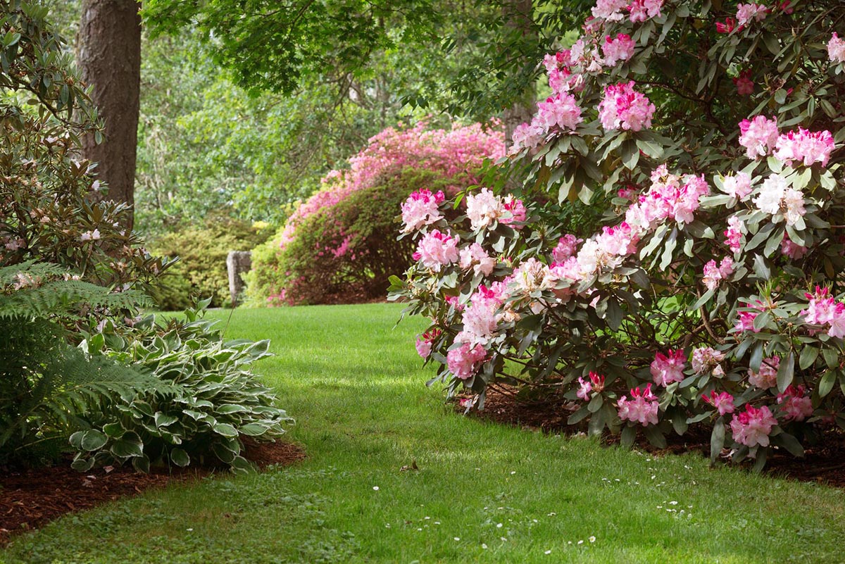 lawn with pink flowering bushes 