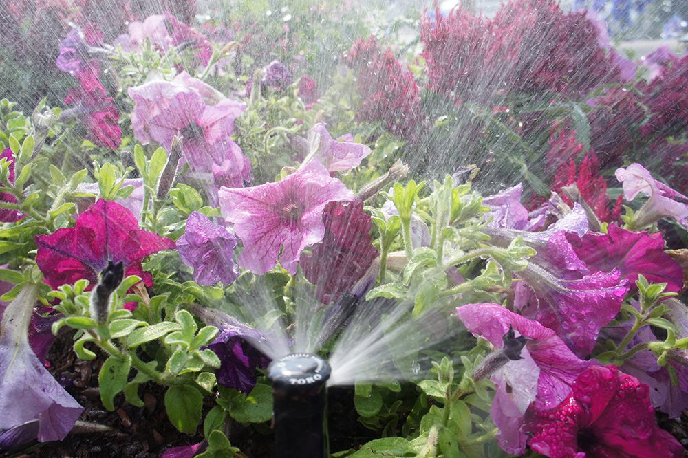 sprinkler head watering pink and red flowers 