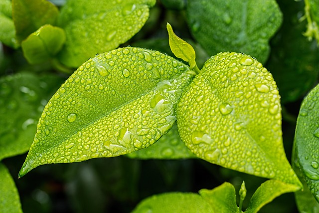 leafs with water droplets