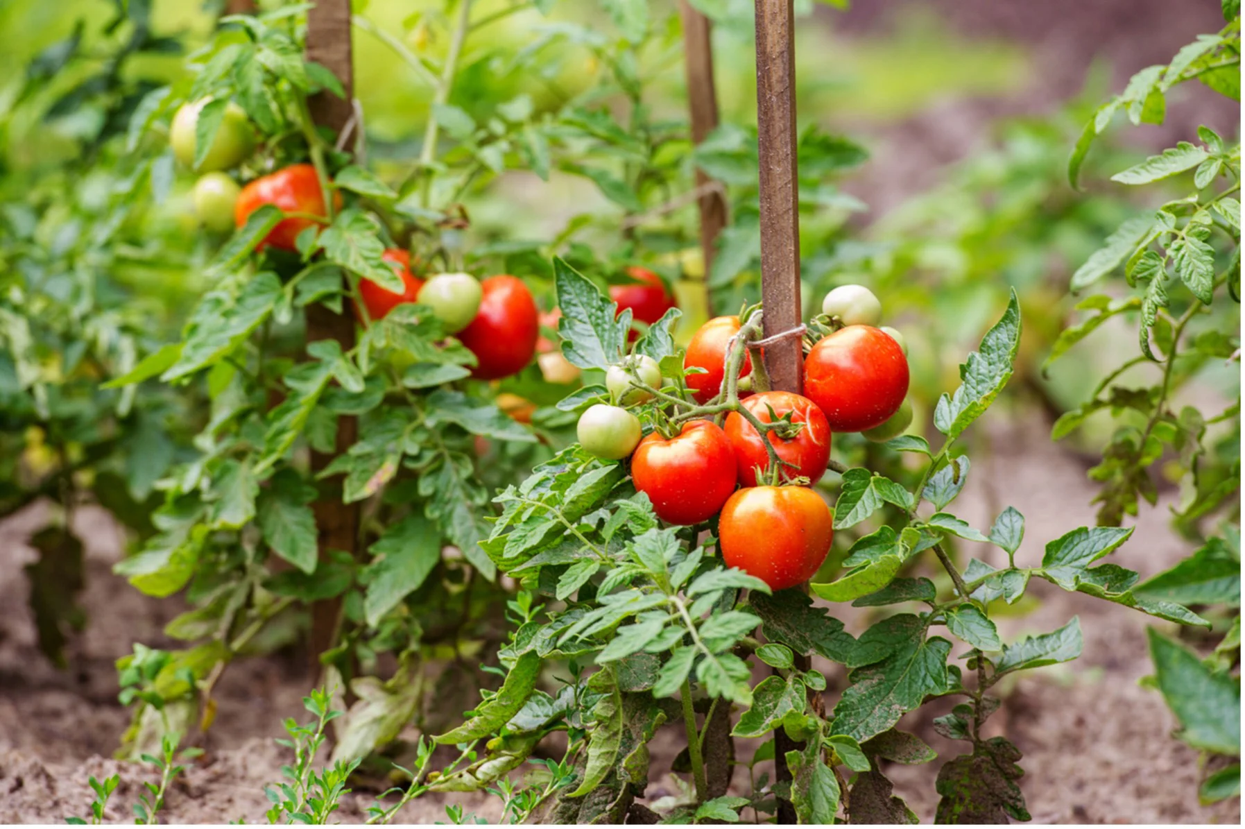 ground sprinklers for vegetable gardens