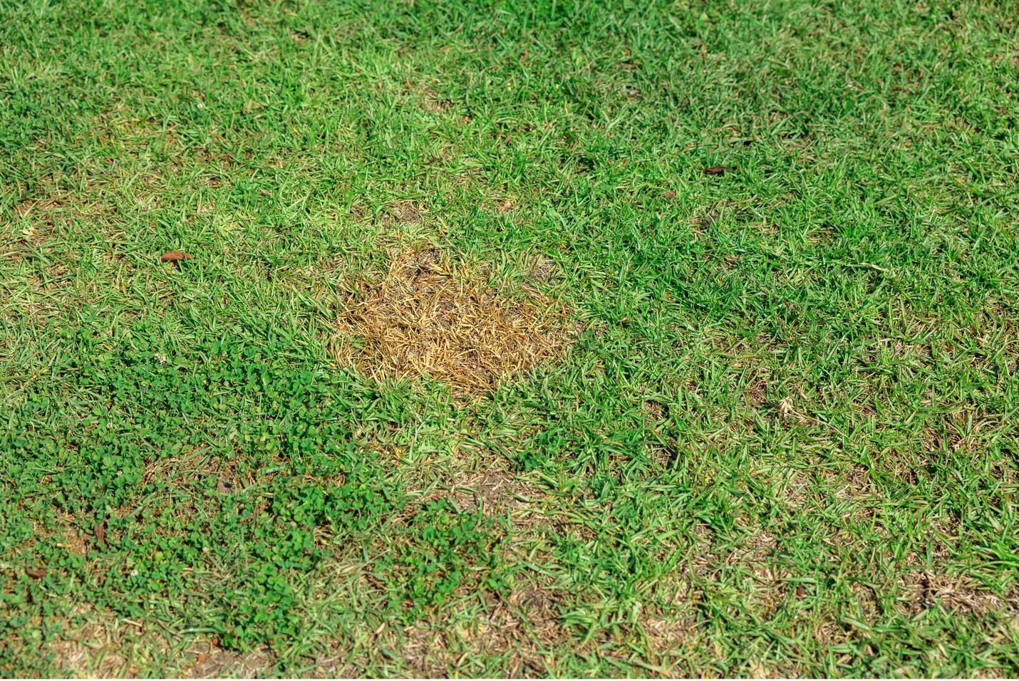 Is your irrigated lawn patchy or brown?