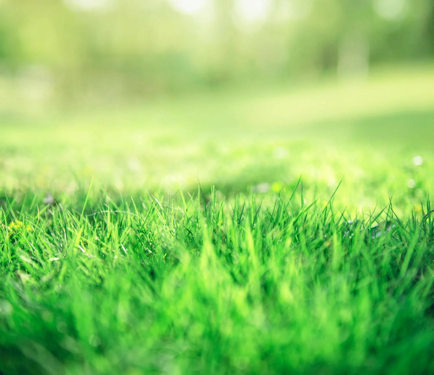 healthy lawn in Golden Gate FL