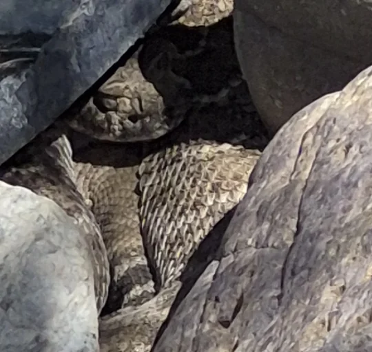 rattlesnake