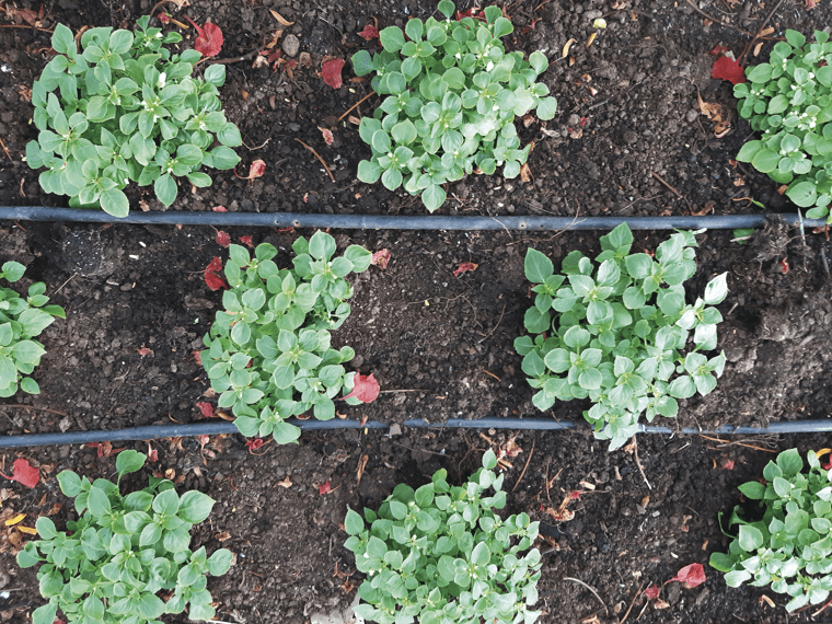 aerial view of plants growing with hoses