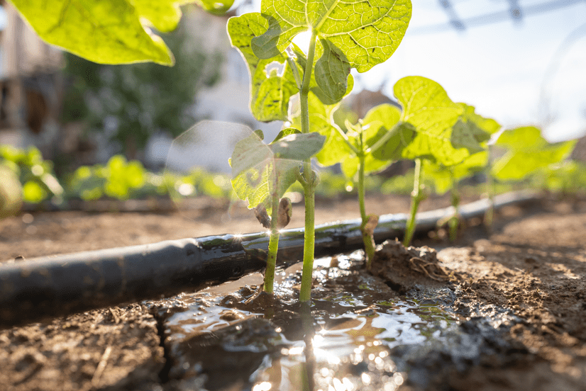 plants growing with irrigation hoses