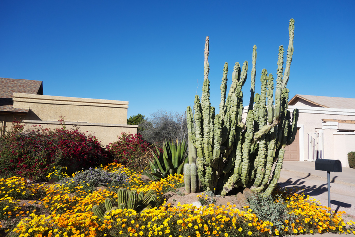 Front yard of an Arizona home featuring drought-tolerant landscaping with cacti, agave, and blooming yellow and orange flowers under a clear blue sky. | Conserva Irrigation of Tucson East