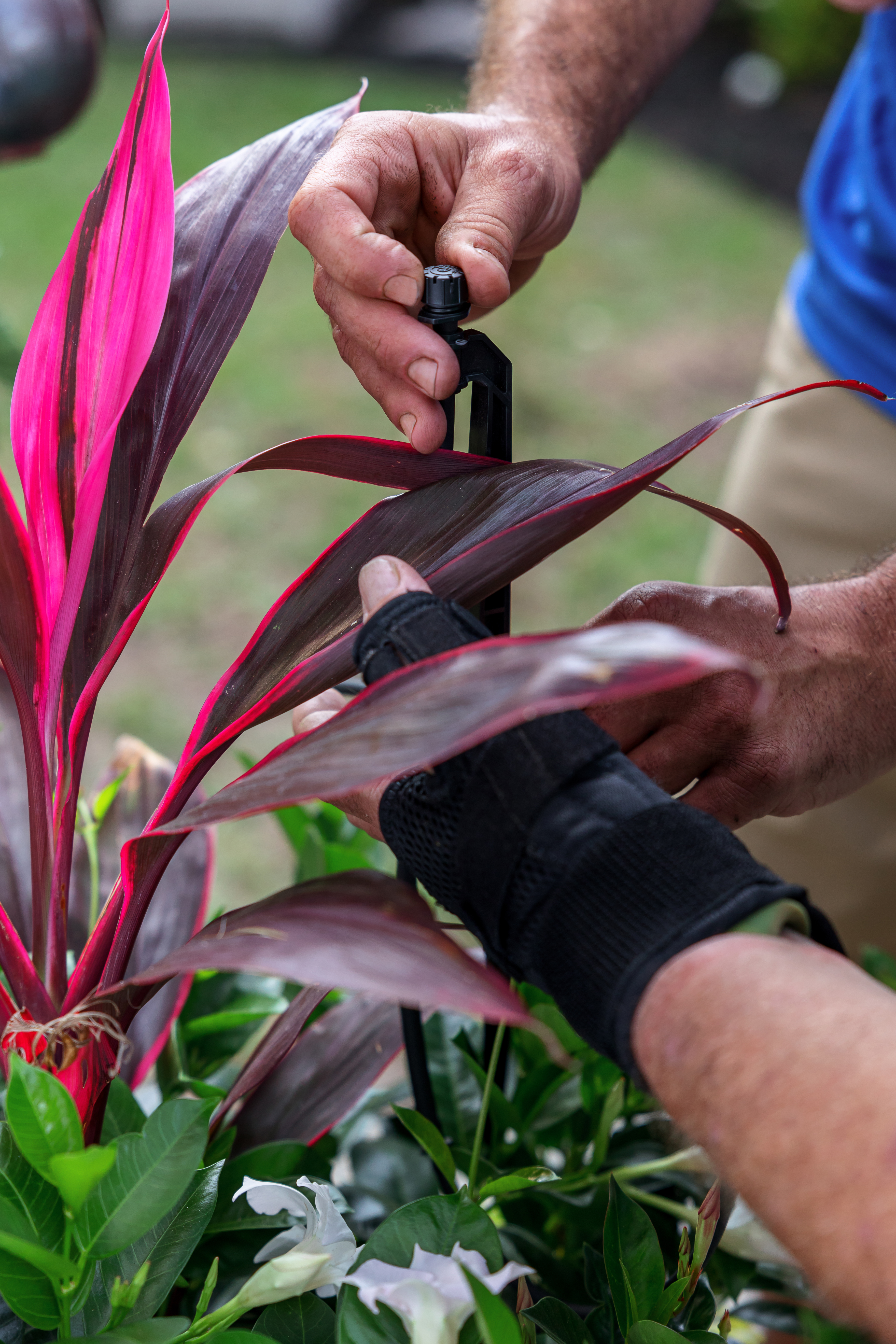 drip irrigation